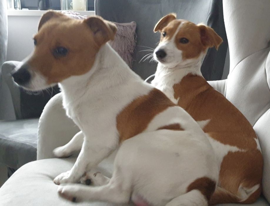 Jack russel terrier chłopiec