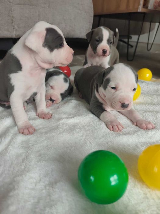 American Staffordshire Terrier AMSTAFF – szczenięta z rodowodem