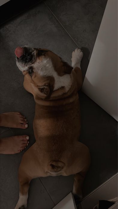 Bulldog Inglês -  Com LOP