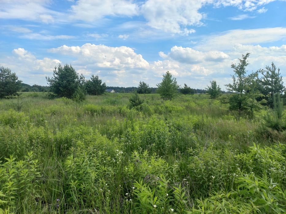 Продам 29 соток в Ясногородці, за страусиною фермою