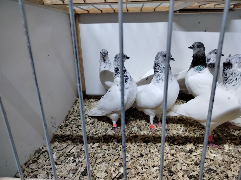 Gołębie budapeszty lot