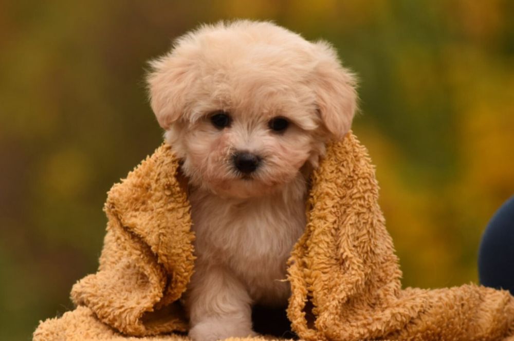 Дівчинка мальтіпу золотого забарвлення