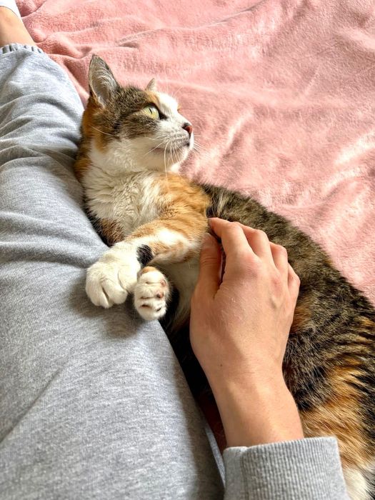 Ma czas na znalezienie domu stałego lub tymczasowego do końca grudnia!