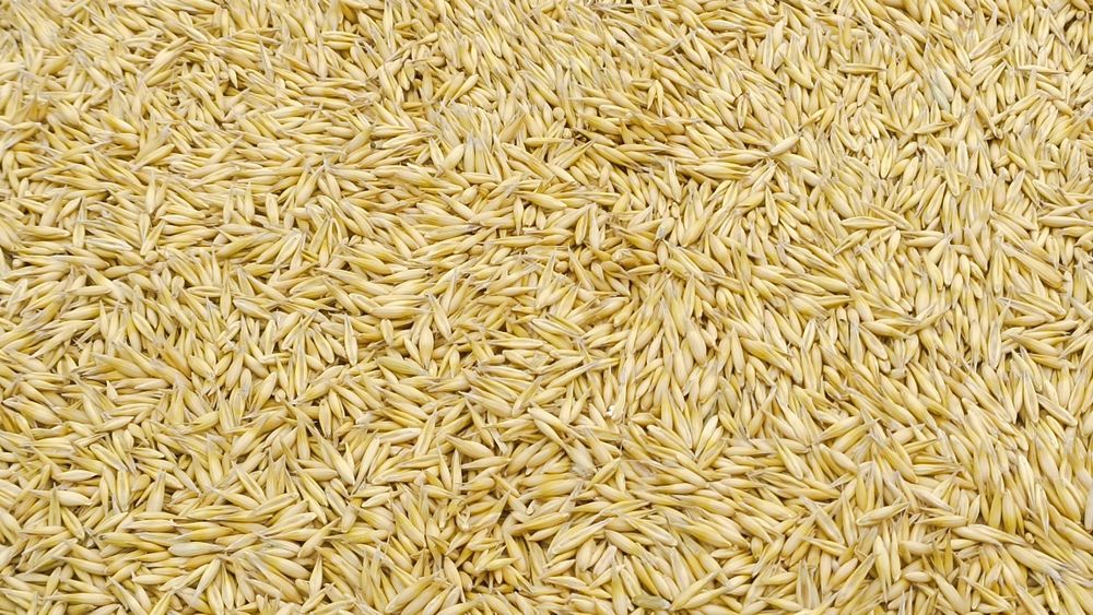 Owies 2025 czysty duża ilość