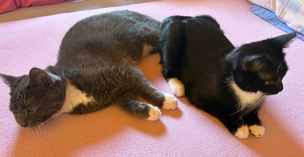 2 koty do adopcji.