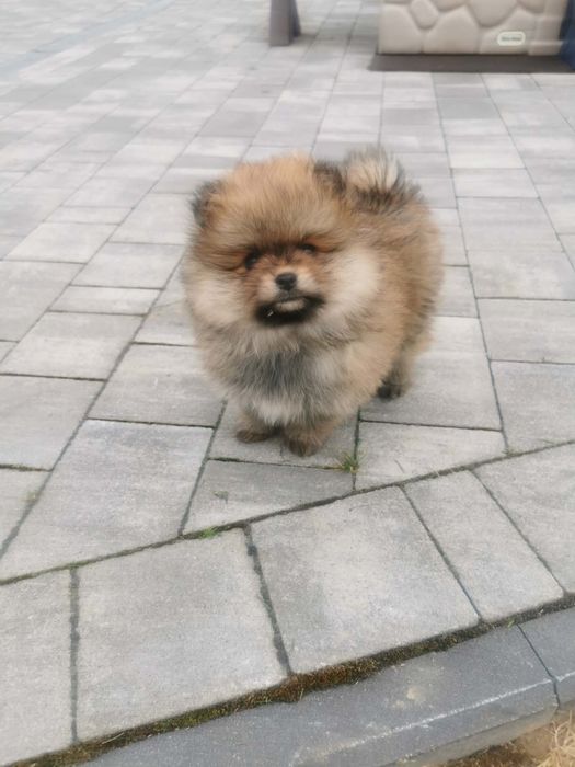 Suczka szpic miniaturowy pomeranian
