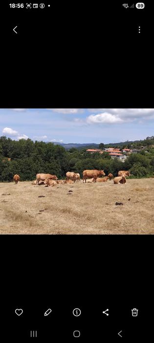 Vacas e vitelos para venda (algumas)