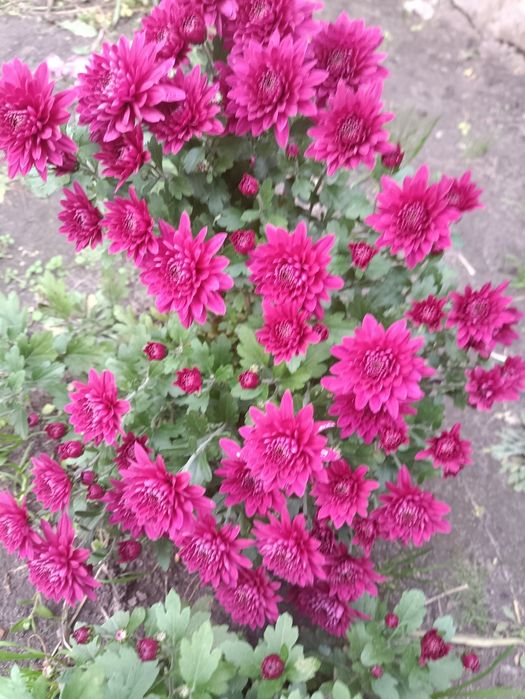 Хризантема мультифлора