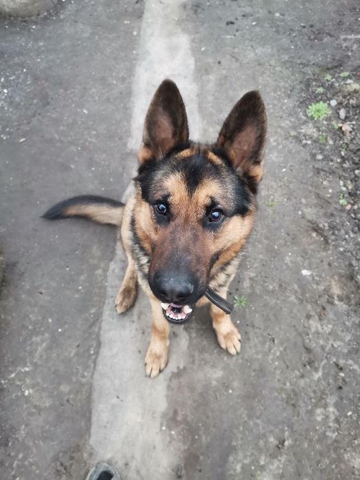 Молодий німчик, ще не розв'язаний наречений чекає у гості наречену