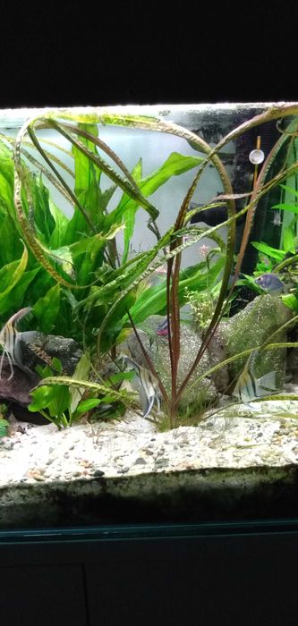 Roślina akwariowa zwartka balansae, Cryptocoryne balansae