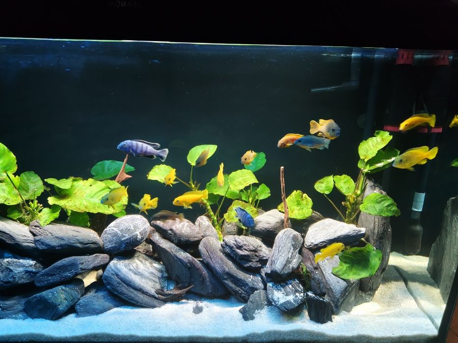 Sprzedam akwarium 200l