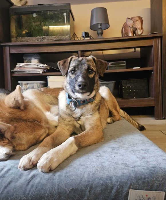 KOKOS 6 mies delikatny , subtelny szczeniak do adopcji