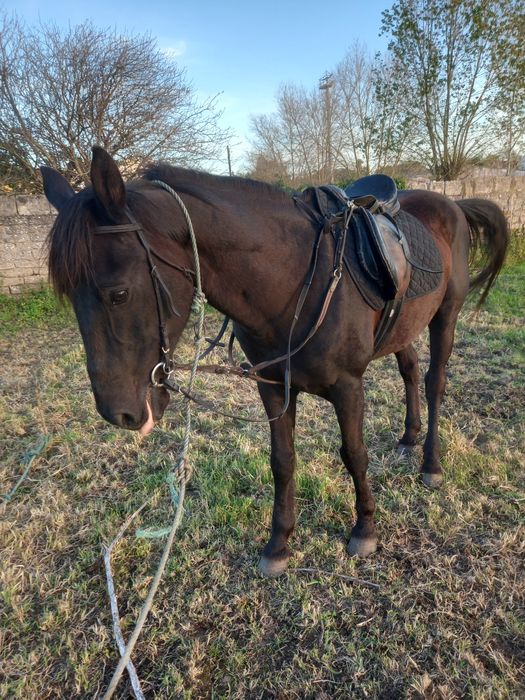 Vendo cavalo 10 anos