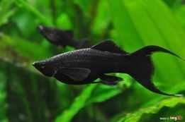 Molinezja czarna ,  tylko 7 zł