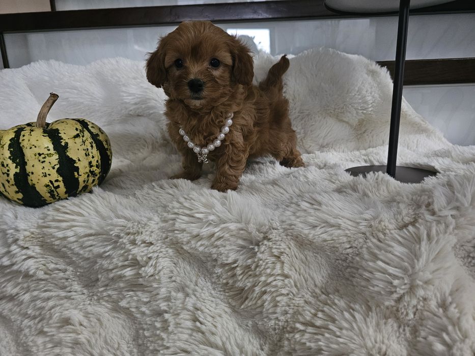 Maltipoo piękny piesek kręcony włos