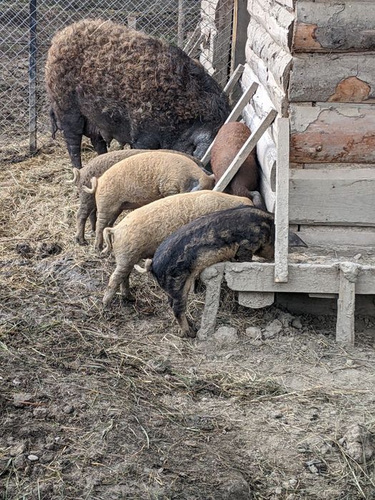 Венгерської мангалиця