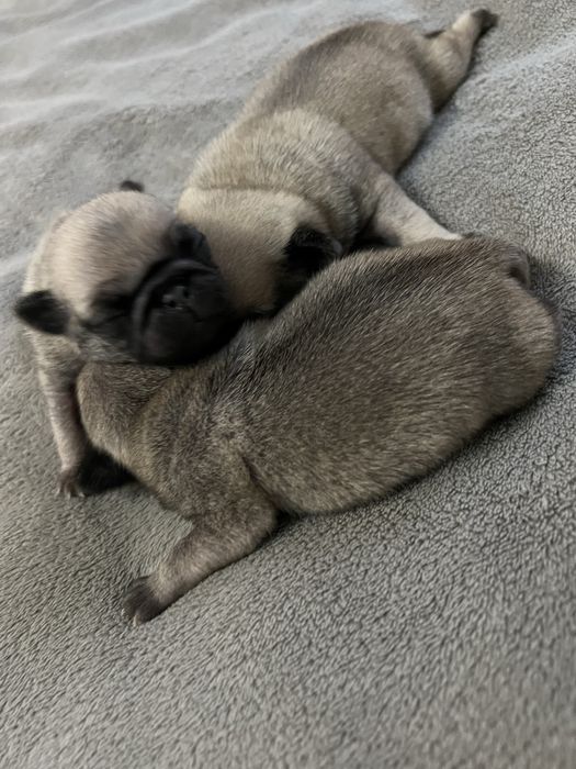 Преміальні цуценята Мопса