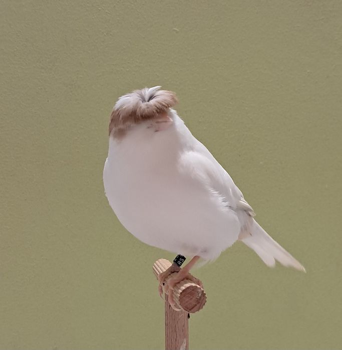 Kanarek gloster biały kanarki glostery samica z 2025 RS