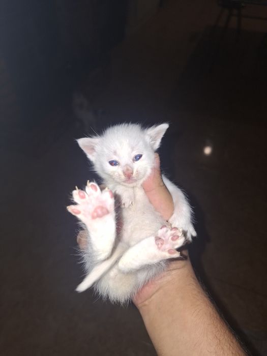 Gatinhos bebés para adoção.