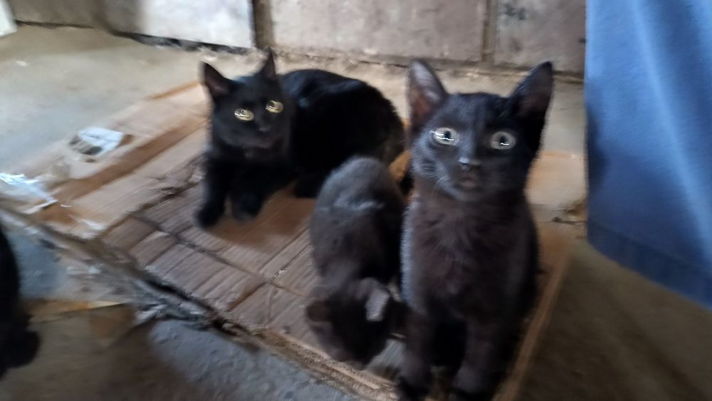 Чудесные котята черные