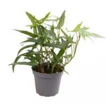 Mix 5 pięknych bluszczy Hedera helix – kolekcja roślin ozdobnych