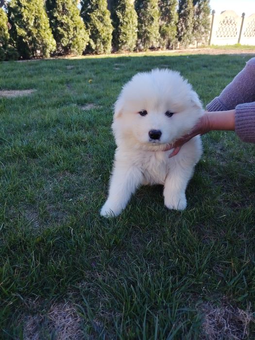 Samoyed szczenię