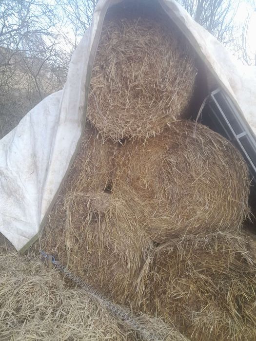 Słoma 120x120 sucha