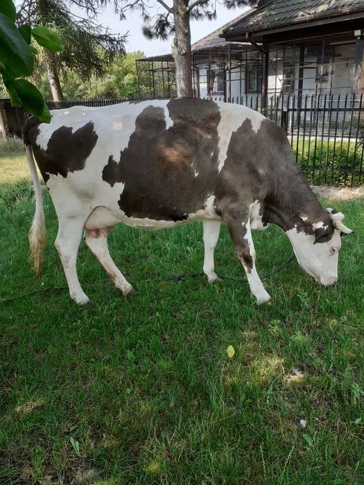 krowa , 3 lata , wkrótce wycienie