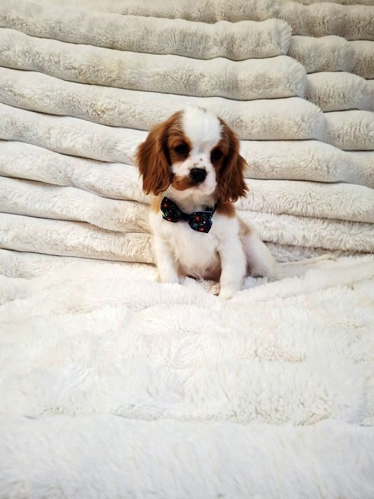 Cavalier King Charles Spaniel