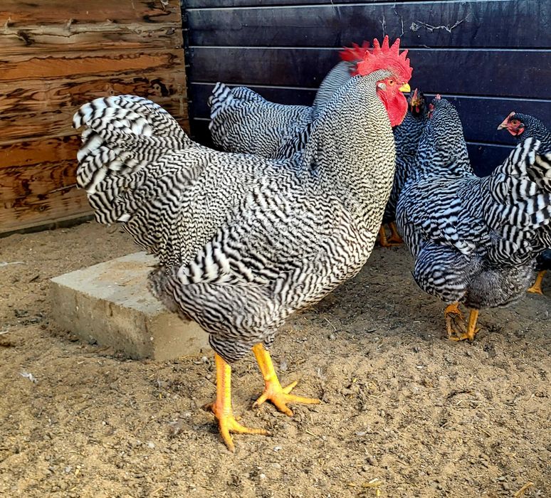 Amrock jaja lęgowe zapisy na rok 2026