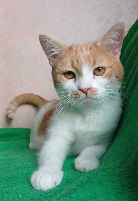 Безумно ласковая кошка Ива, бело-рыжая, 5 лет