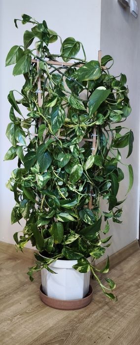 Kwiatki epipremnum