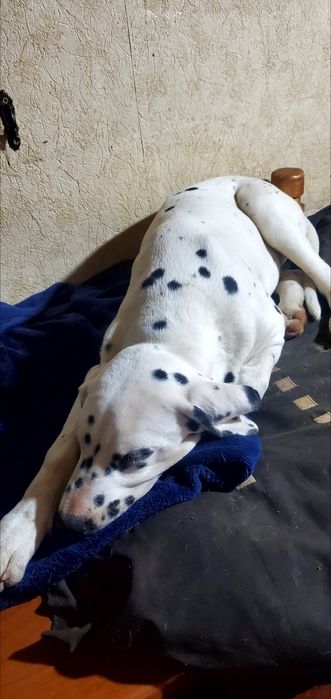 Продам  цуциків далматина