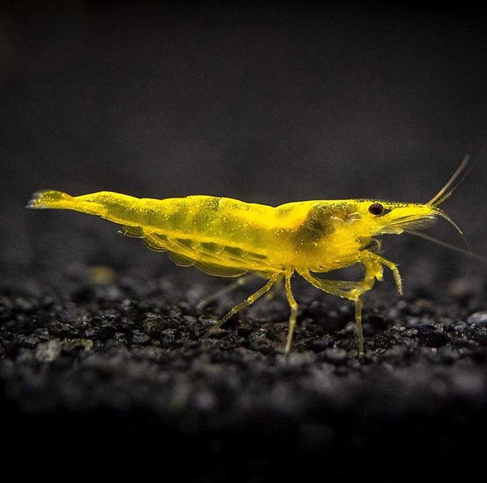 [Promoção] Neocaridinas Green,Fire, Orange, Yellow, Blue e jellys