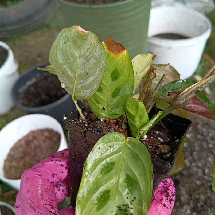 maranta zestaw 2 odmian