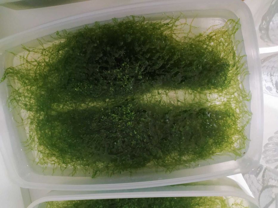 растения в аквариум (8 фото)