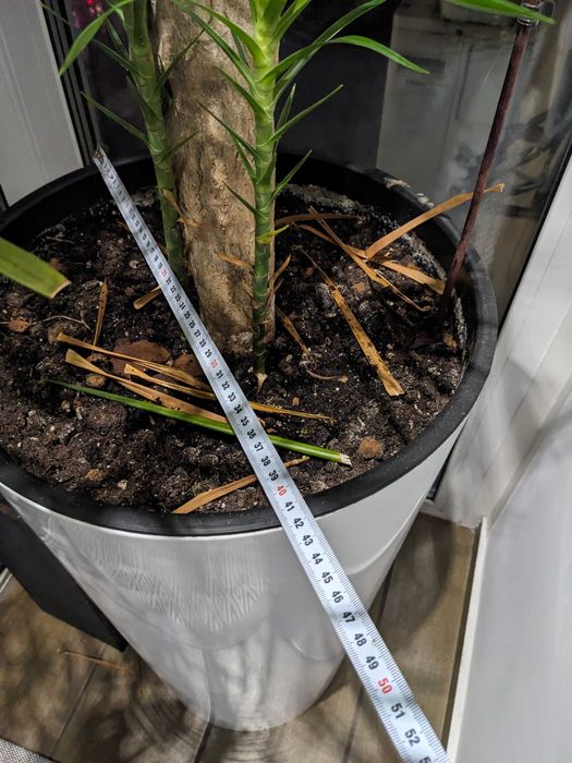 вазони для квітів