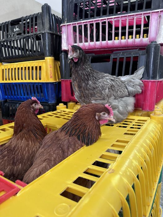 Kury, Kurczęta odchowane - 15 tygodni