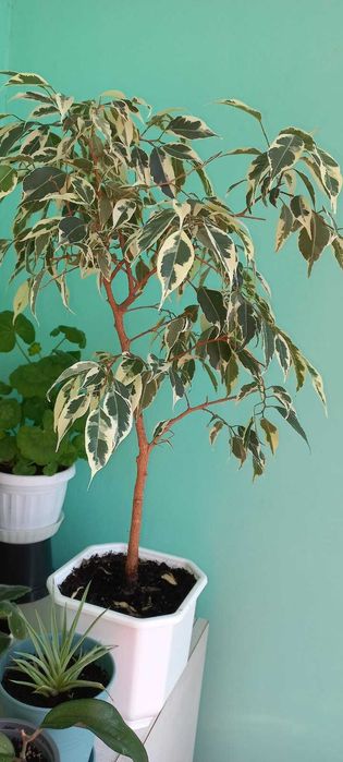 Фикус бенджамина