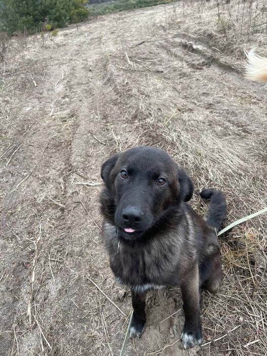 Димок шукає  свою родину