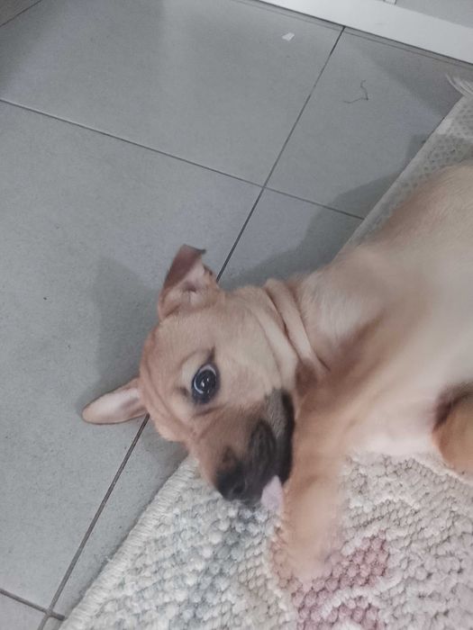Cadelinha com 4 meses