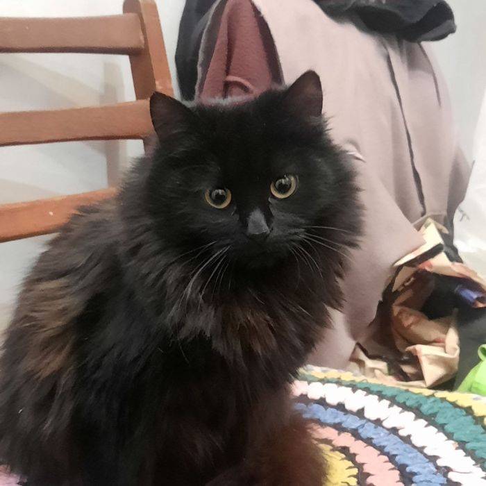 Віддам пухнастих друзів в добрі руки