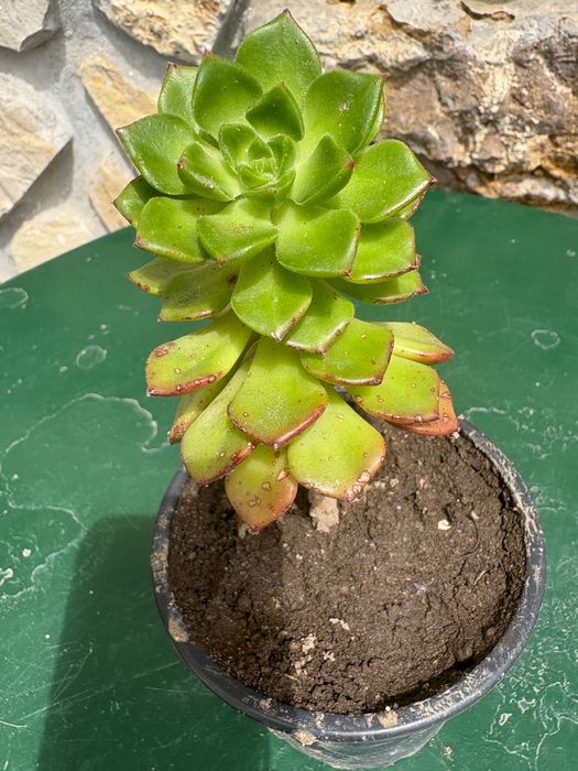 Suculenta Sedeveria Letizia preço 1€
