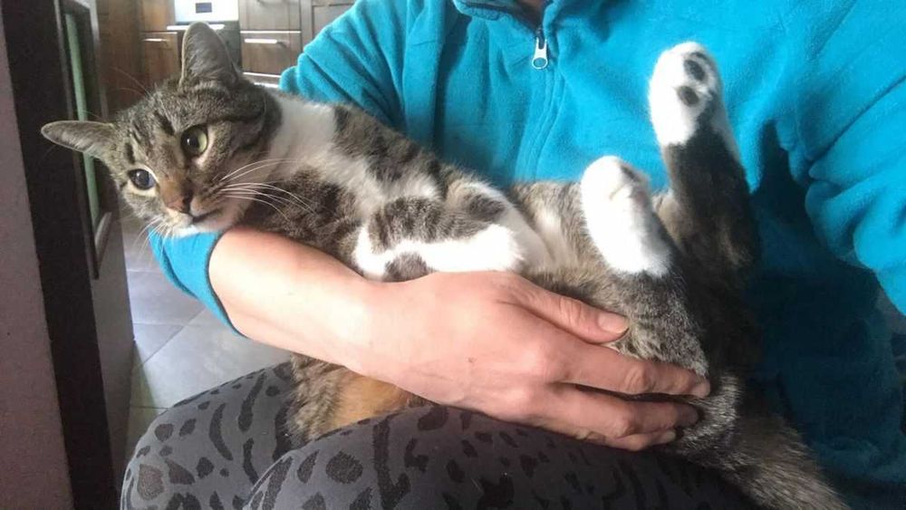 Ogromny, miziasty kocurek HUGON do adopcji za darmo ^-^