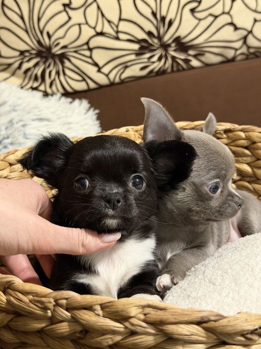 Дівчинка чіхуахуа