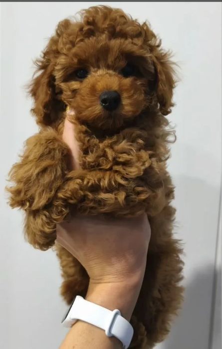 Розкішна дівчинка.  той пудель