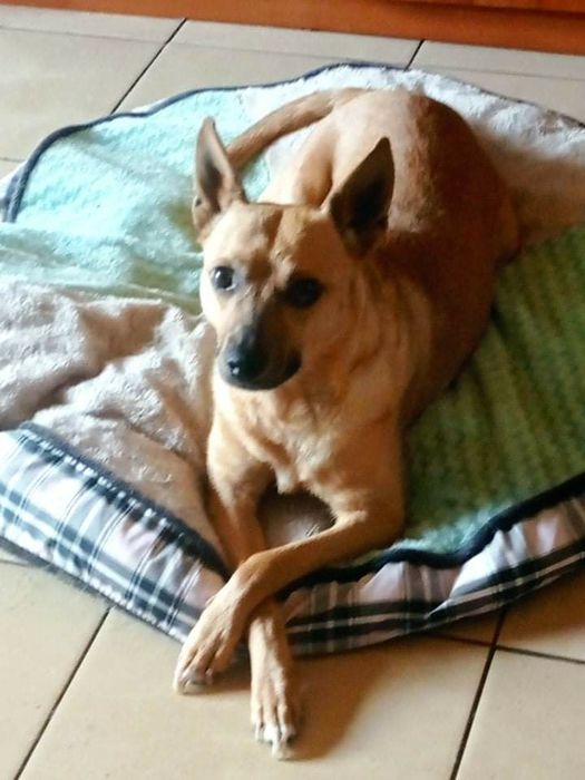 Mała sunia z charakterem szuka domku