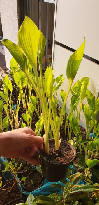 Hosty sadzonki w doniczkach, funkie