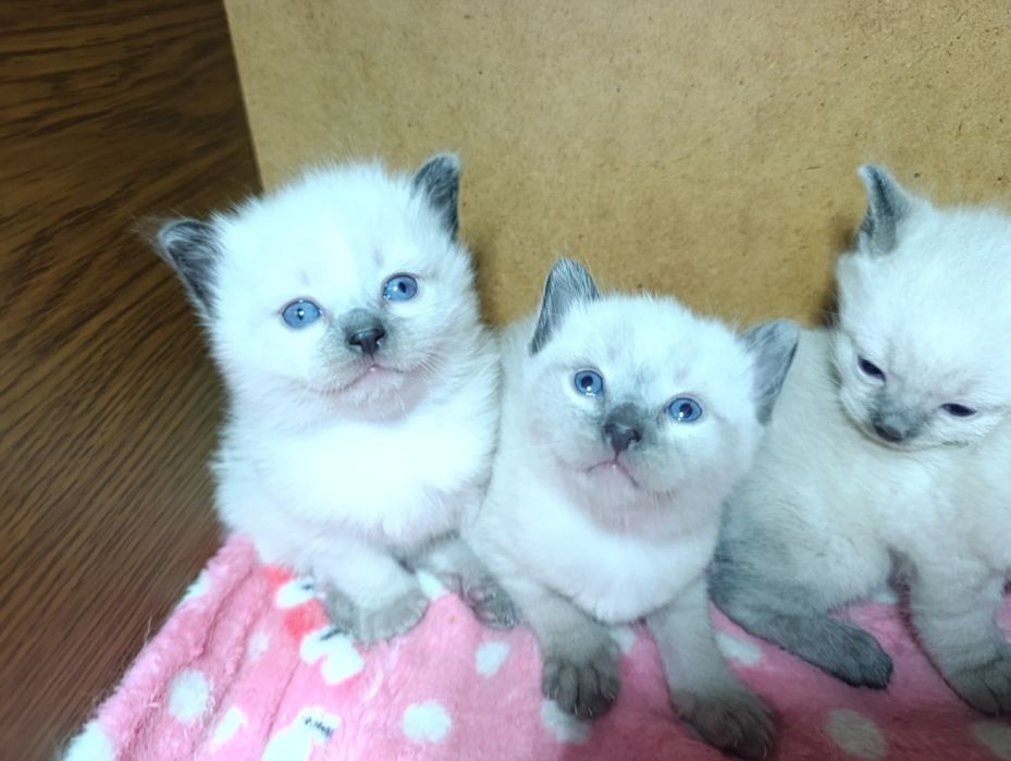 Тайські кошенятка