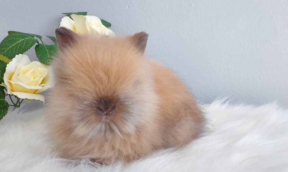 Karzełek Fluffy Teddy puchaty miś